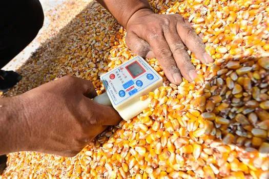 玉米农药残留去除误区