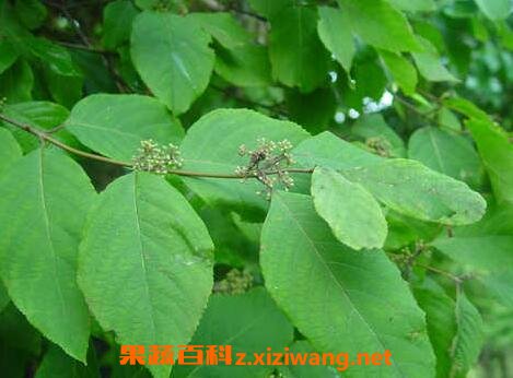 五叶地锦的生长环境