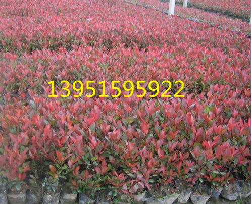 红叶石楠小苗的价格行情