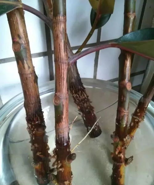 橡皮树在什么月份扦插成活率高？最佳扦插方法和时间是什么
