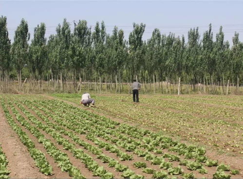 心里话：除草不易， 且行且珍惜