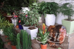 陶瓷花盆：传统与美观的结合