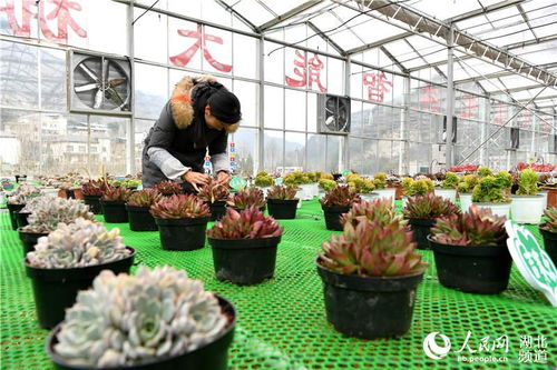 科技助农， 产业升级快