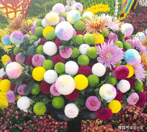 好上色， 喷泉多肉上色一般dou是在春秋季