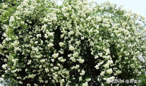 木香花的高度与刺