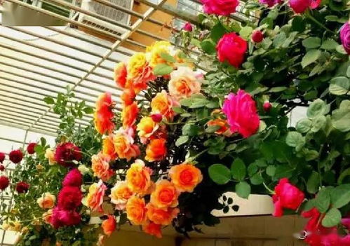 黄色月季的美丽与魅力