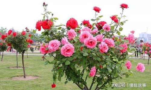 月季花：冬日里的阳光使者