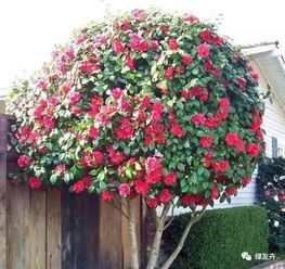 五、蟠扎结合修剪，提升观赏价值