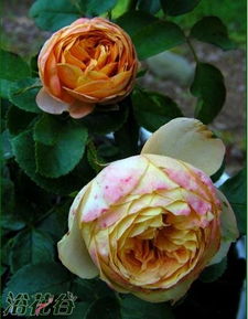 浪漫宝贝月季的浪漫故事