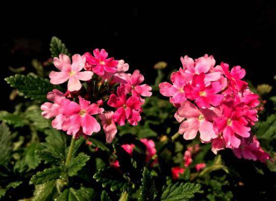 植物耐寒不是放养， 得有技巧