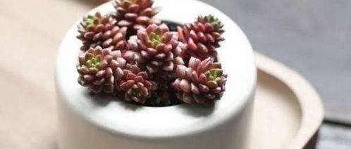 菊花的生长环境