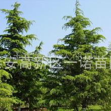 雪松小苗价格：亲民的价格与选择