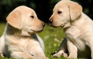 小金毛犬适合吃低脂肪、高蛋白、易消化的食物