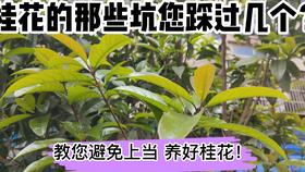 桂花树施肥攻略：桂花香飘四溢， 施肥有讲究