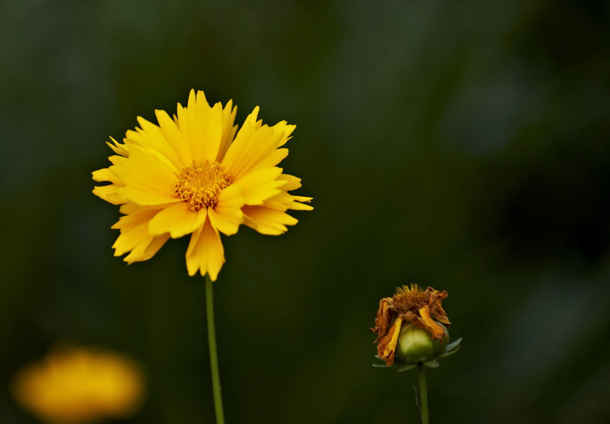 夏日黄花选种指南：耐旱又不怕晒蔫的小秘密