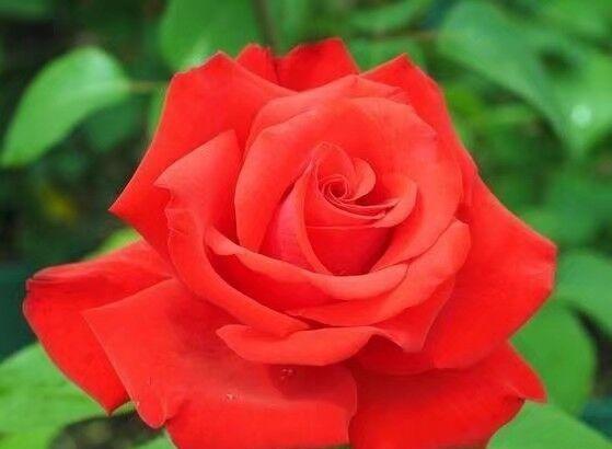 移栽月季， 细心呵护，根系健康