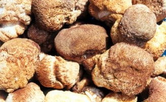 猴头菇栽培管理：掌握适宜的温度、湿度和光照
