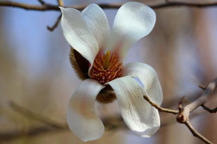 玉兰花， 春天的使者