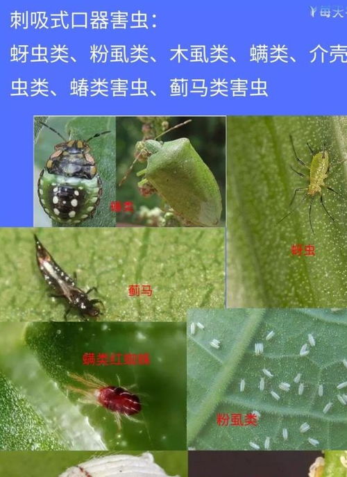 甲维威：神奇还是神话？