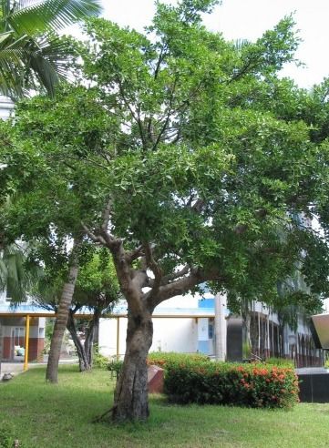 行道树，城市的大树朋友