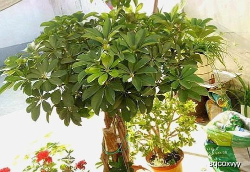 秋天桂花徒长怎么修剪？如何让枝繁叶茂更茂盛