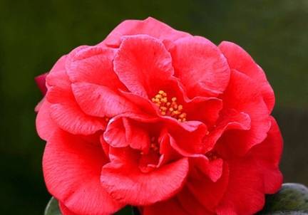 如何让茶花小苗长得快？秘诀是什么