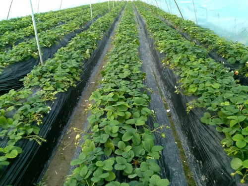 农药，这可不是好东西