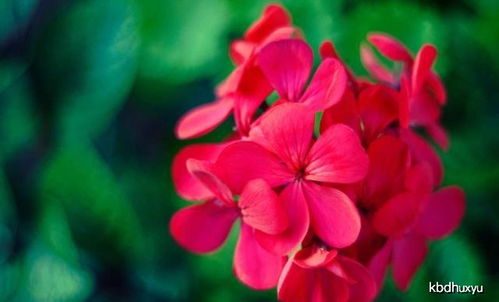 梅花：寒冬中的傲骨