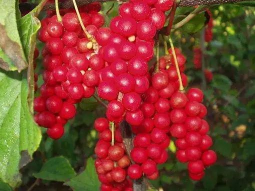 智嫩冲泡杯的争议