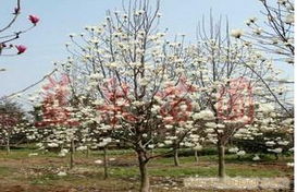 红玉兰， 红得像火一样