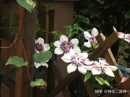 适合西晒环境的花卉