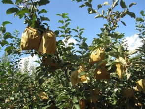 红色品种：套袋时机