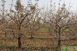 处理病害有妙招