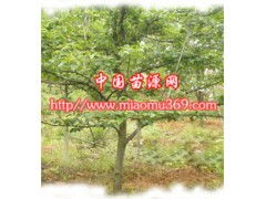 登录西北苗木网，查苗木价格，这么简单！