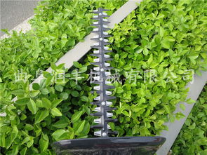 绿篱的多样， 价格也各不相同