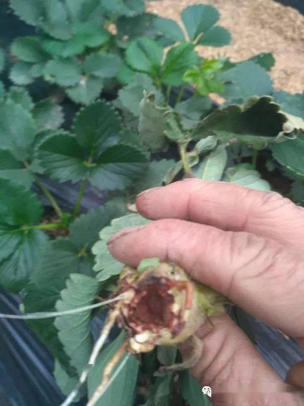 畜牧业中植物叶子边缘焦枯的应对策略及图片展示