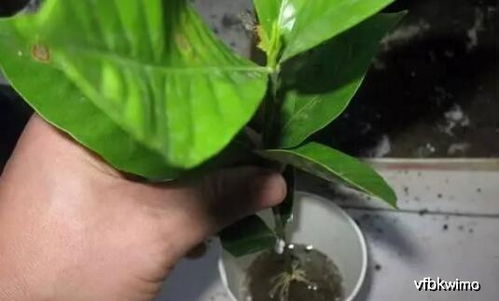 栀子花枯叶，是土壤缺水吗