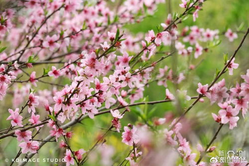 海棠品种繁多，成爆款花卉，品种数超百种！