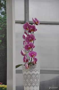 梅花枝怎么养多久开花？花开时节