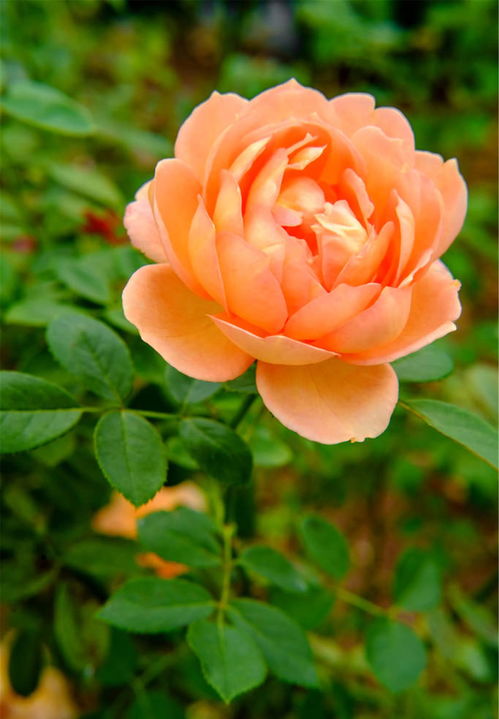 露地栽月季， 株距有讲究