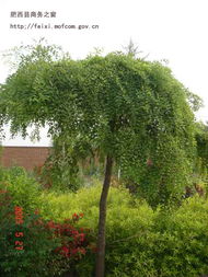 四季常青的树，种类真不少！