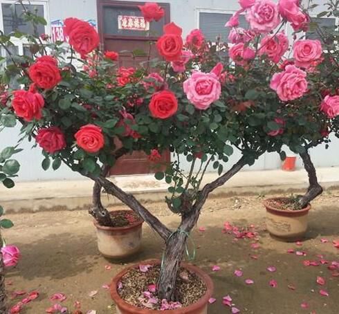 寻找庭院里的花中之王：树状月季推荐