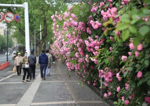 春季管理要点：