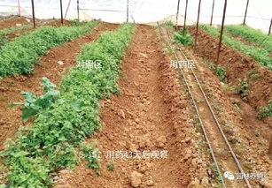 封草籽的除草剂揭秘：哪种类型Zui平安？