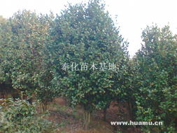 二、红露珍的秘密