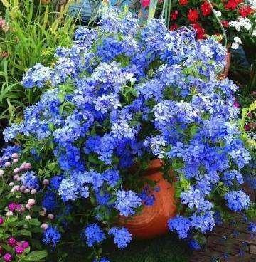 蓝雪花夏天换盆会影响生长吗？夏季是否适合给蓝雪花换盆