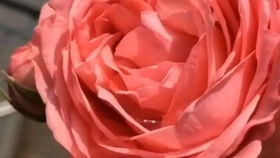 花大如球， 伊芙新娘月季花引人瞩目