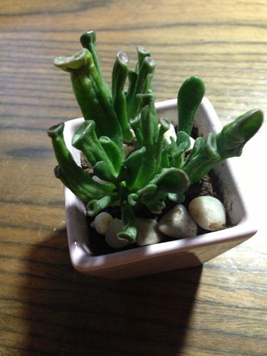 肉肉植物多久浇一次水？这样浇水才能养得肥