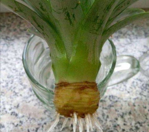 菠萝头的挑选，关乎成活率