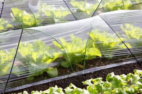 青岛二月底蔬菜种植指南